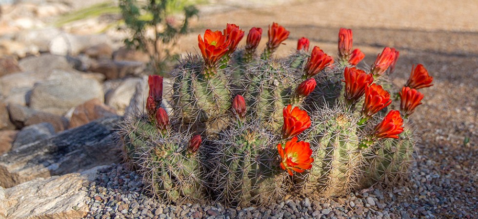 Cactus Color