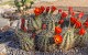 Cactus Color